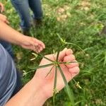 Cyperus simplex Hoja