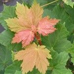 Acer opalus Folha