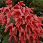 Rhododendron crassifolium Blüte