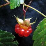 Rubus pentagonus