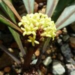 Pittosporum collinum 花