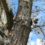 Populus nigra Bark