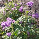 Phacelia bipinnatifida Casca