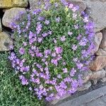 Aubrieta deltoidea 整株植物