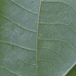 Mallotus oppositifolius Leaf