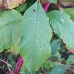 Phytolacca bogotensisBlad