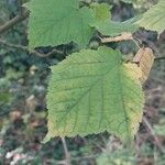 Acer rufinerve Blatt