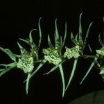 Brassia maculata Kvet