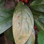 Culcasia scandens पत्ता