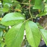 Rosa laevigata Leaf