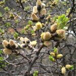 Salix sikkimensis Агульны выгляд