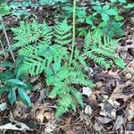 Botrychium virginianum 葉