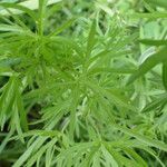 Geranium dissectum Leaf