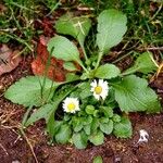 Bellis perennis 叶