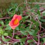 Portulaca umbraticola फूल