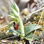 Ophrys arachnitiformis മറ്റ്