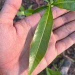 Alstonia macrophylla Φύλλο