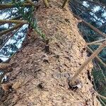 Araucaria cunninghamii Casca