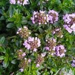 Thymus longicaulis 花