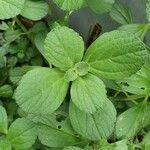 Plectranthus ornatus Leaf