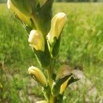 Pedicularis sceptrum-carolinum Kukka