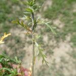 Lepidium ruderale Blatt