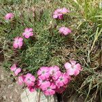 Dianthus pavonius Hábito