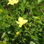 Jasminum fruticans Ostatní