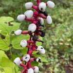 Actaea pachypodaFruit