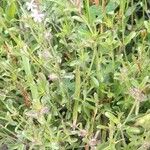 Silene gallica Habitus