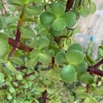 Portulacaria afraЛисток