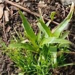 Axonopus compressus Leaf