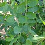 Pluchea indica Blad