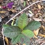 Psidium guajava Leaf