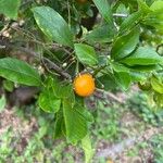 Solanum pseudocapsicum Fruitua