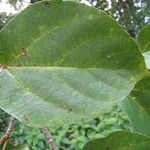 Ficus mauritiana List