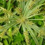 Cyperus meyenianus Blomst