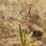 Andropogon pumilus Flower