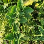 Plectranthus amboinicus Blad