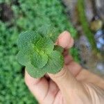 Chrysosplenium oppositifoliumLeaf