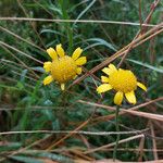 Anthemis tinctoria Flower