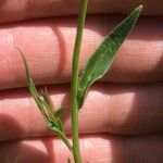 Polygala comosa Folha