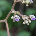 Vitex madiensis Flor