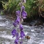 Aconitum napellusപുഷ്പം