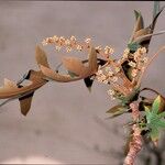 Oreopanax dactylifolius Flor