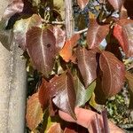 Pyrus calleryana Hoja