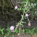Cirsium texanum Flower