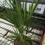 Chamaerops humilisLeaf