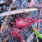 Drosera intermedia Lapas