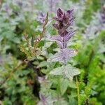 Bartsia alpinaFlor